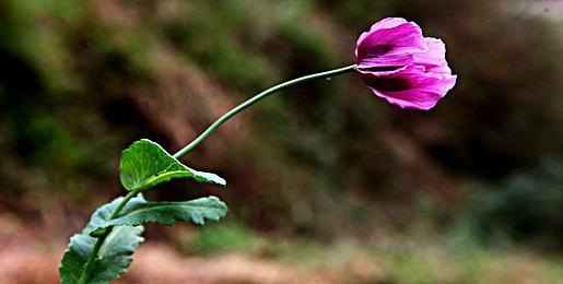 《神秘海域》新作或在开发中 顽皮狗只做协助